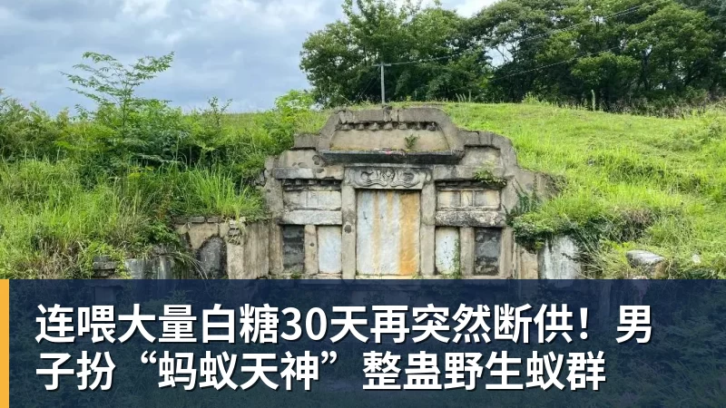 连喂大量白糖30天再突然断供!男子扮“蚂蚁天神”整蛊野生蚁群